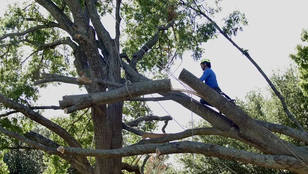 Professional Hazardous Tree Removal performed by certified arborists in Rock Stream